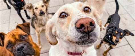 Obrázok aktivistov protestujúcich za práva zvierat