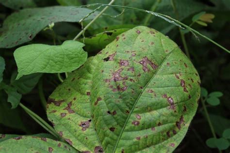 Obrázok vošiek na listoch fazule