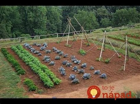 Schéma striedania plodín v záhrade