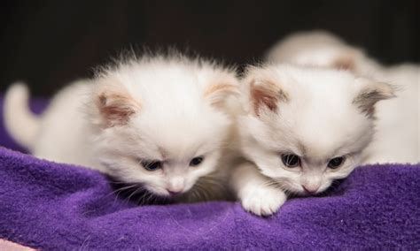 Mladé mačiatko pijúce mlieko