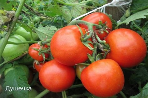 zrelé červené paradajky