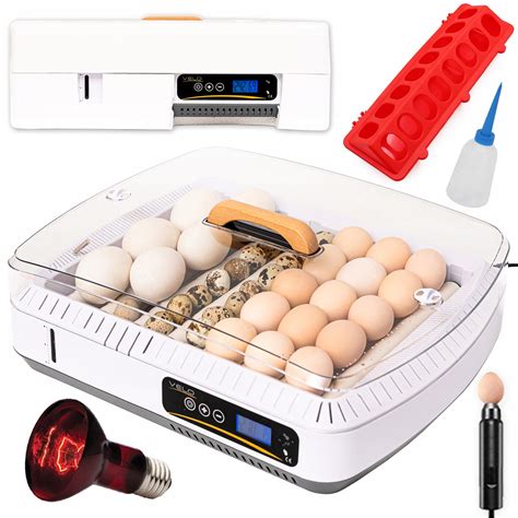 Ilustrácia znázorňujúca rôzne druhy hydiny a ich pôvod