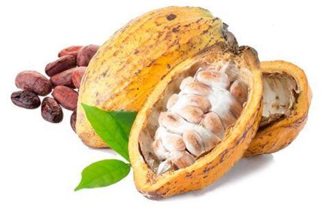 Kakaový plod (struk) s kakaovými bôbmi