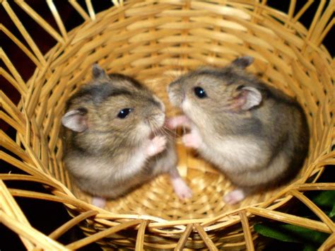 Škrečok džungarský sfarbenie