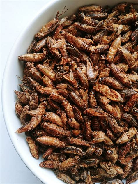 Cvrček ako potrava pre škrečka