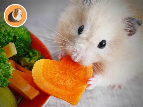 Ilustrácia zakázaných potravín pre škrečky