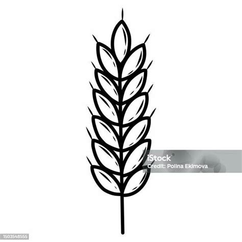 Ilustrácia rôznych druhov pšenice