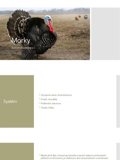 Ilustrácia tradičnej plnenej morky