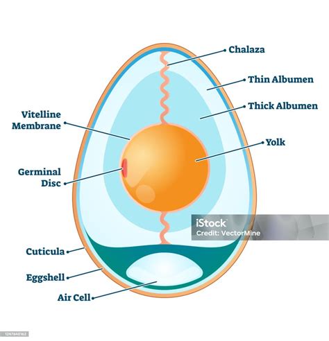 Schéma balenia vajec do modifikovanej atmosféry