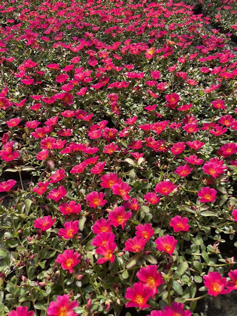 Portulaka na zimnom tanieri