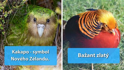 Zobrazenie rôznych monštier s jedinečnými vlastnosťami