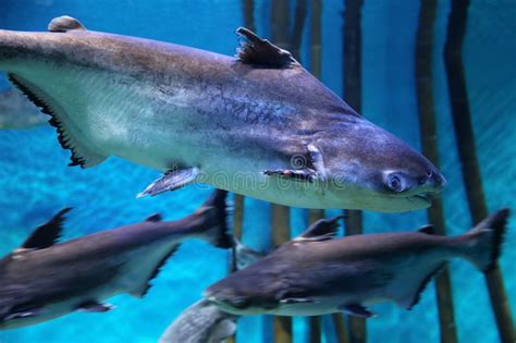 Ilustračná fotografia ryby pangasius