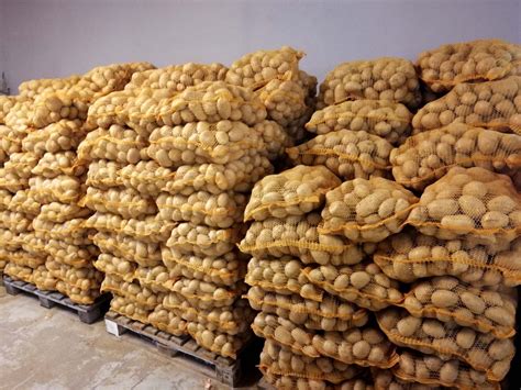 Zemiaky odrody Russet Burbank