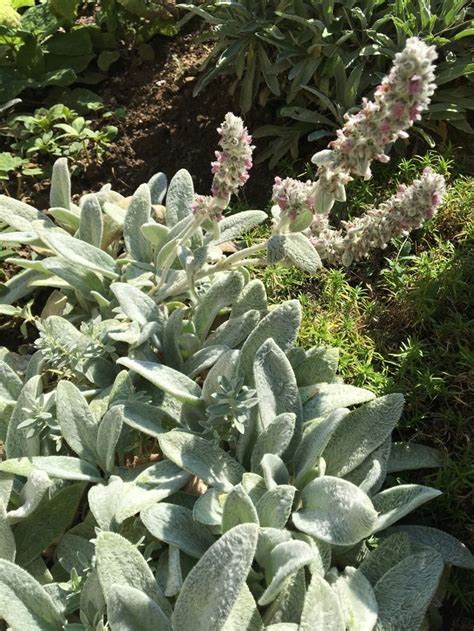 Schéma hlavných liečivých účinkov rastliny čistec