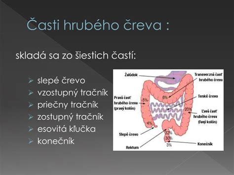 Schéma hrubého čreva a jeho častí