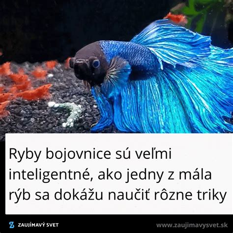 Rôzne úpravy rýb