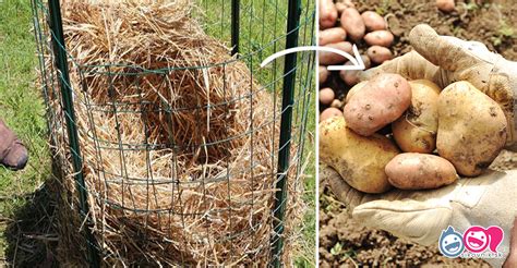 Zemiaky pestované v slame