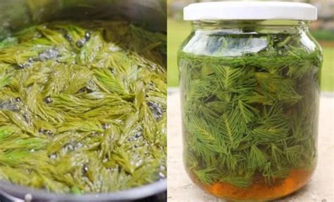 Ilustračná fotografia mladých zelených smrekových výhonkov