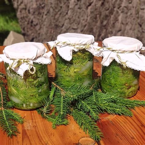 Schéma znázorňujúca vrstvenie smrekových výhonkov a cukru v pohári