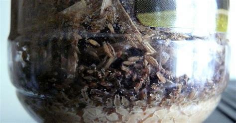 Domáca pasca na octomilky z octu a saponátu