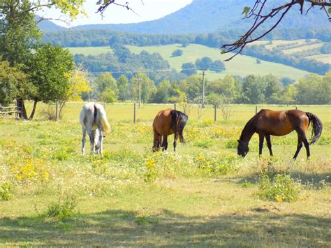 Ilustrácia rôznych druhov zrniečok a semienok