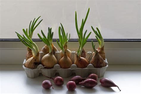 Sadenice cibule v kartónoch od vajec