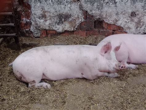 Ošípané plemena Mangadurca