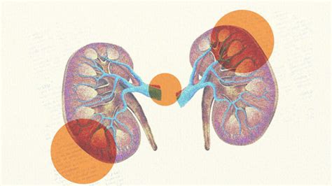 Ilustrácia dusených obličiek s pečeňou