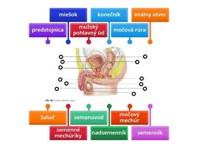 Mužská anatómia a semenníky