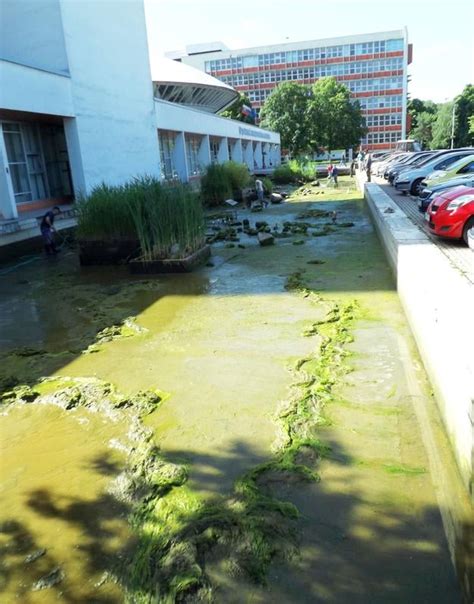 Rôzne druhy vodných rastlín v jazierku