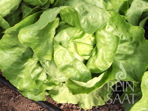 Čerstvý hlávkový šalát pripravený na zber