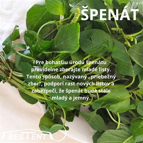 Ilustrácia listov špenátu