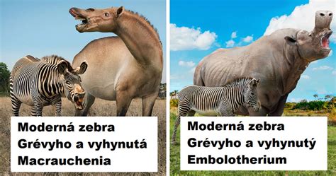 Porovnanie veľkosti barana a ovce