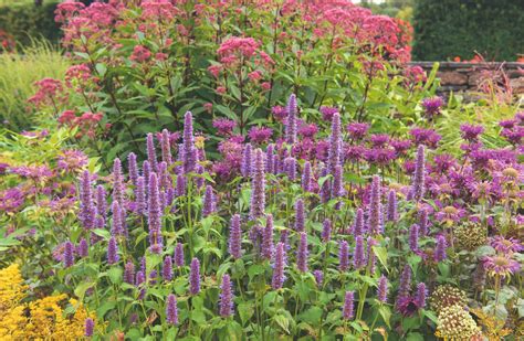 Fazuľové rastliny na slnečnom záhone