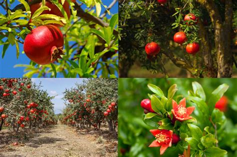 Mapa pestovania granátového jablka