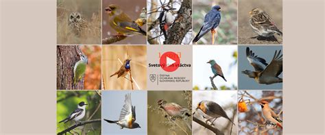 Koláž rôznych druhov plniek do rožkov