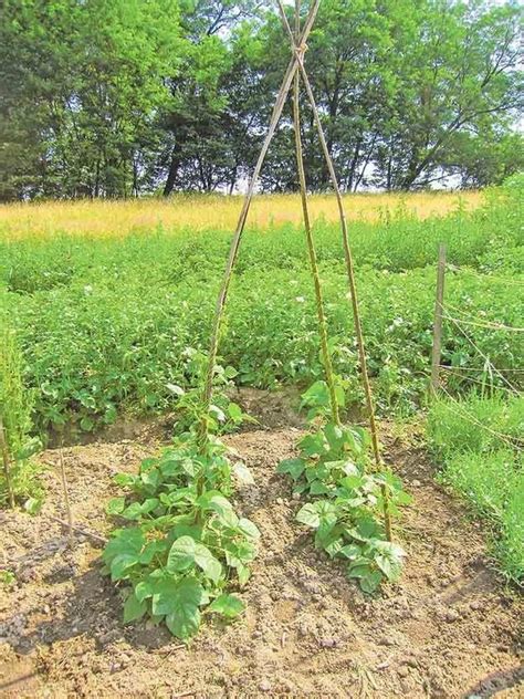 rozostupy pri siatí fazule