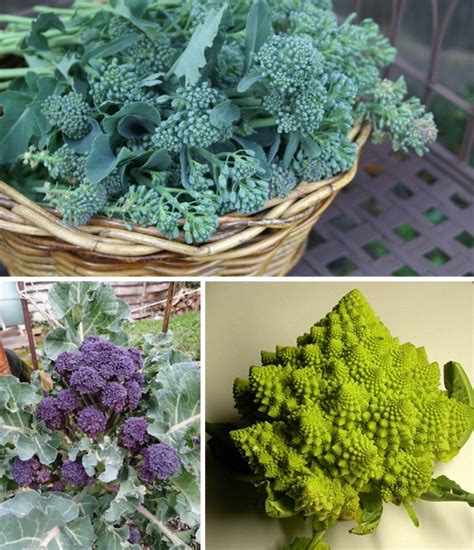 Rôzne druhy brokolice