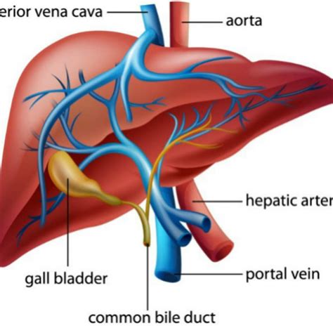 Anatomia pečene a jej umiestnenie v tele