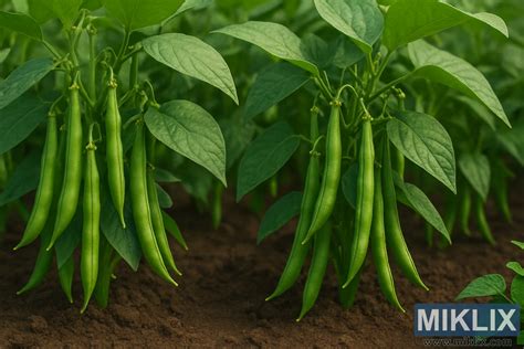 Záhrada s rastlinami edamame