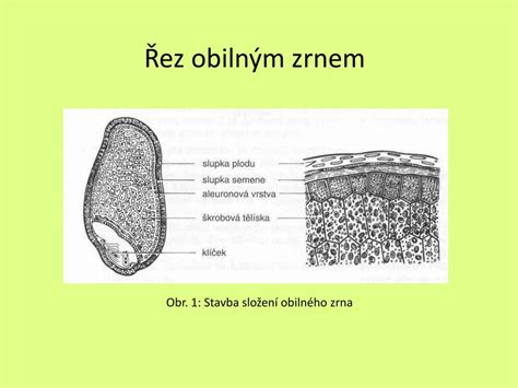 Schéma stavby obilného zrna