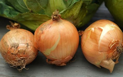 dusenie cibule na masle