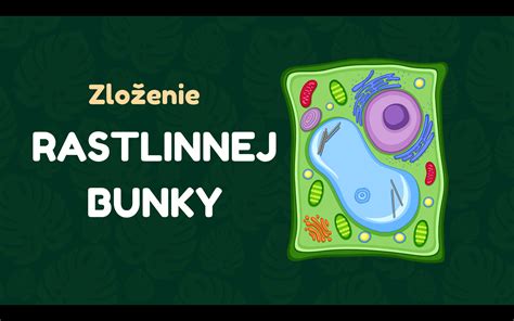 Štruktúra rastliny ružičkovej kapusty
