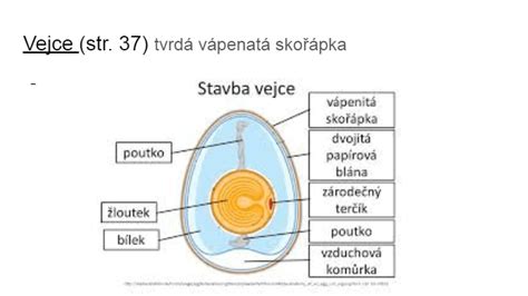 Schéma správneho presvetľovania vajec
