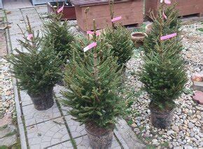 Stromčeky pripravené na výsadbu