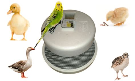 Ilustrácia rôznych druhov plniek do štrúdle