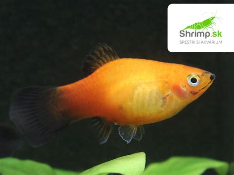 Akváriová ryba s príznakmi krupičky