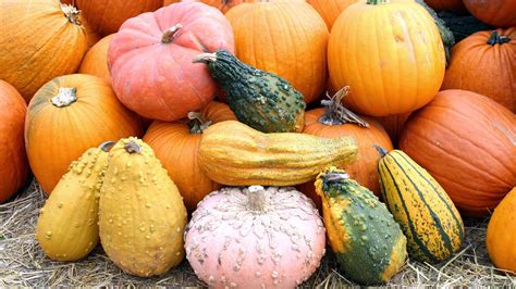 Výber rôznych druhov tekvíc