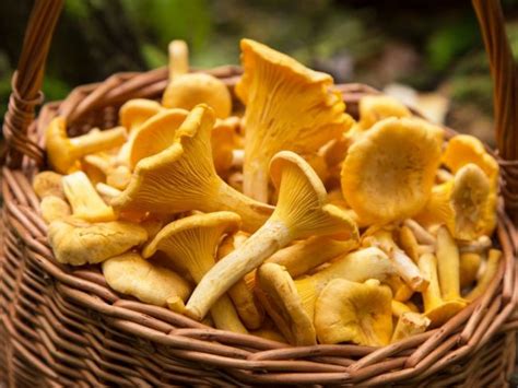 Rôzne druhy húb používané v kuchyni