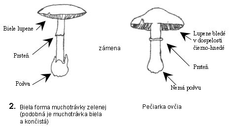 Rozdiel medzi jedlým a nejedlým obalom párkov